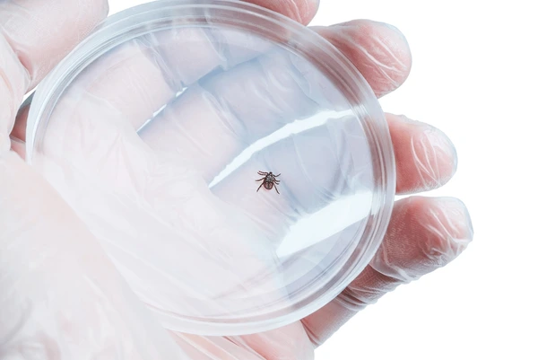 Preventing Long-Term Complications Through Timely Use of a Lyme Disease Kit