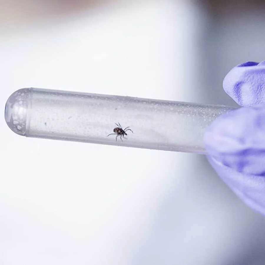 lyme disease test kit