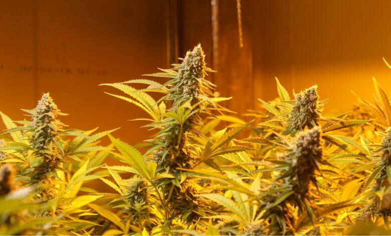 Delta 8 Flower: A Beginner’s Guide To Understanding The Fundamentals